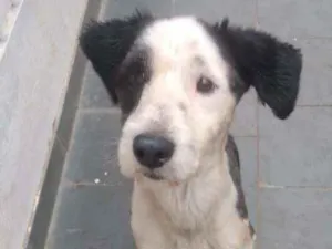 Cachorro raça SRD idade 1 ano nome MARLEY