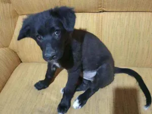 Cachorro raça Pastor alemão preto idade 2 a 6 meses nome Princesa