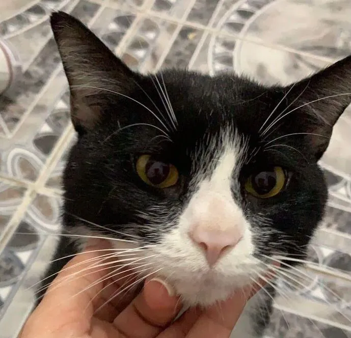 Gato ra a  idade 2 anos nome Tchuco