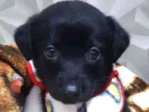 Cachorro raça SRD idade 2 a 6 meses nome SOFÍ
