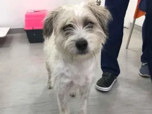 Cachorro raça SRD idade 1 ano nome Bob