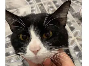 Gato raça  idade 2 anos nome Tchuco