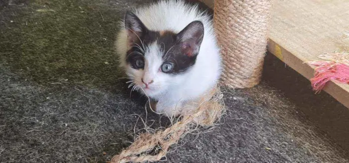 Gato ra a Vira lata idade 2 a 6 meses nome Sophia