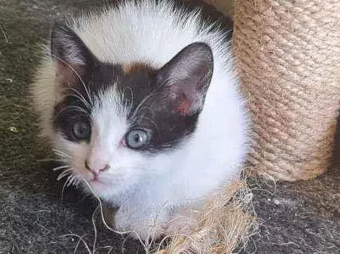 Gato ra a Vira lata idade 2 a 6 meses nome Sophia