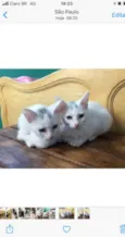 Gato raça Srd idade 2 a 6 meses nome João e Maria 