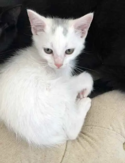 Gato raça Srd idade 2 a 6 meses nome João e Maria 