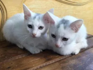 Gato raça Srd idade 2 a 6 meses nome João e Maria 