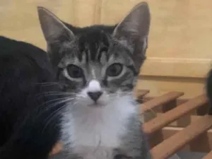 Gato raça Srd idade 2 a 6 meses nome Francisco 