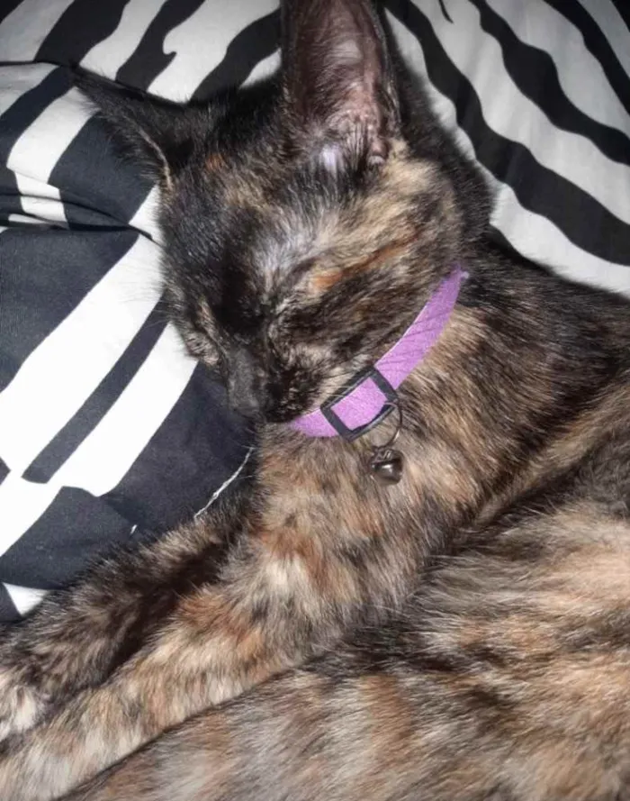 Gato ra a  idade 2 a 6 meses nome Jade