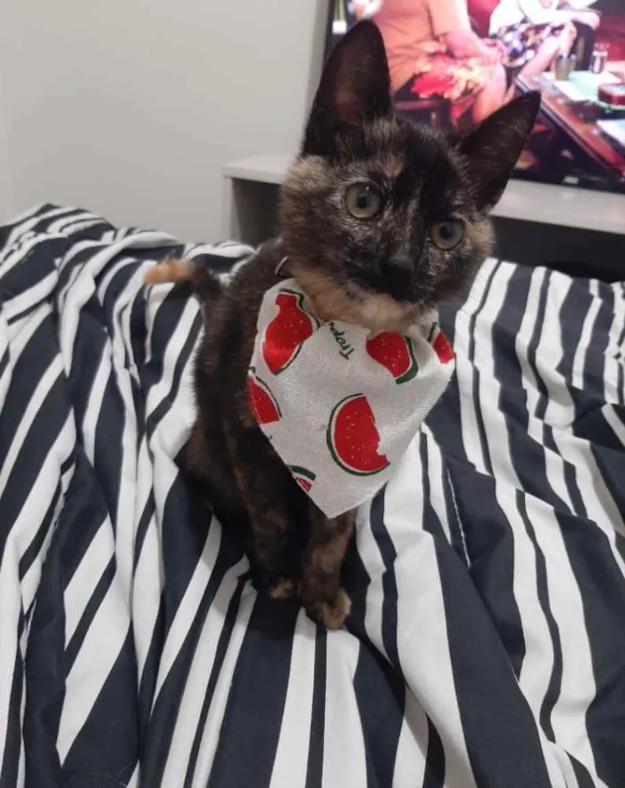 Gato ra a  idade 2 a 6 meses nome Jade