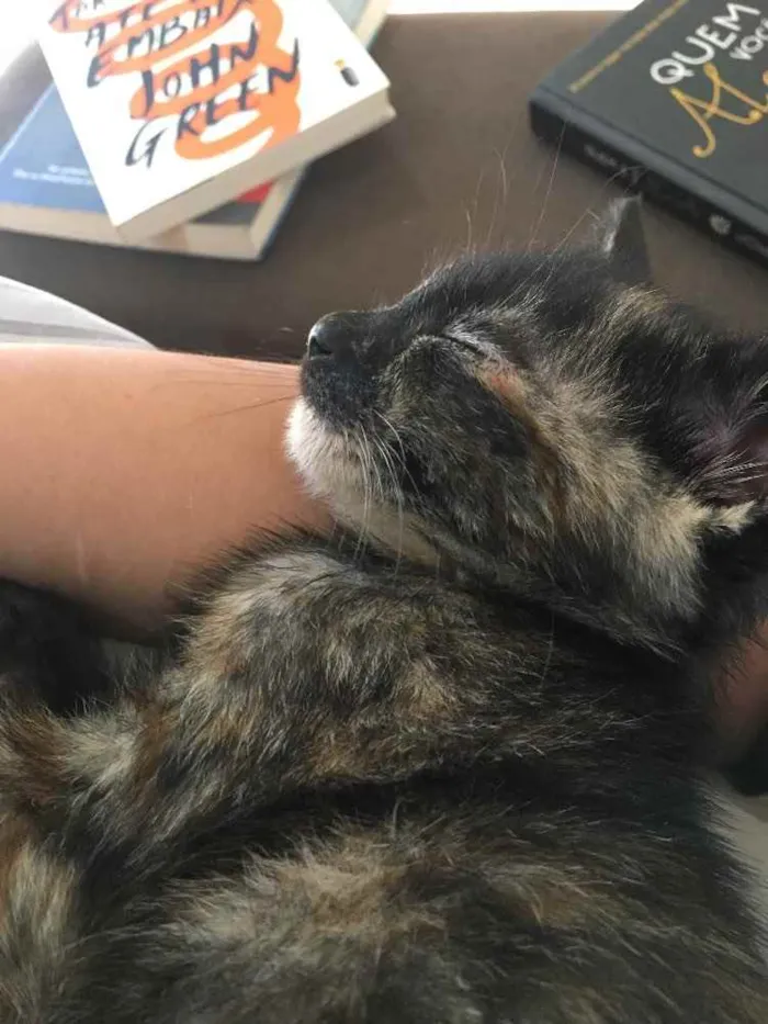 Gato ra a  idade 2 a 6 meses nome Jade