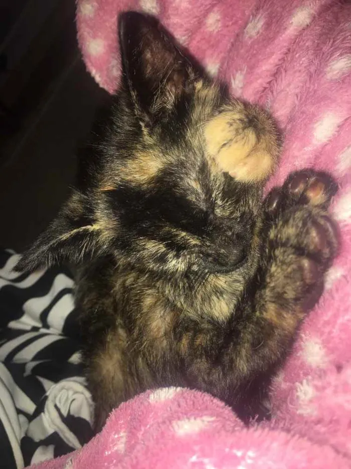 Gato ra a  idade 2 a 6 meses nome Jade
