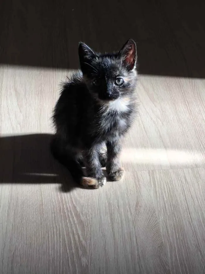 Gato ra a  idade 2 a 6 meses nome Jade