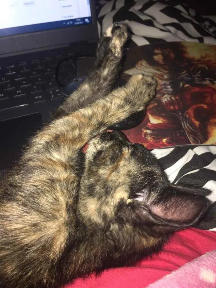 Gato ra a  idade 2 a 6 meses nome Jade