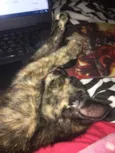 Jade