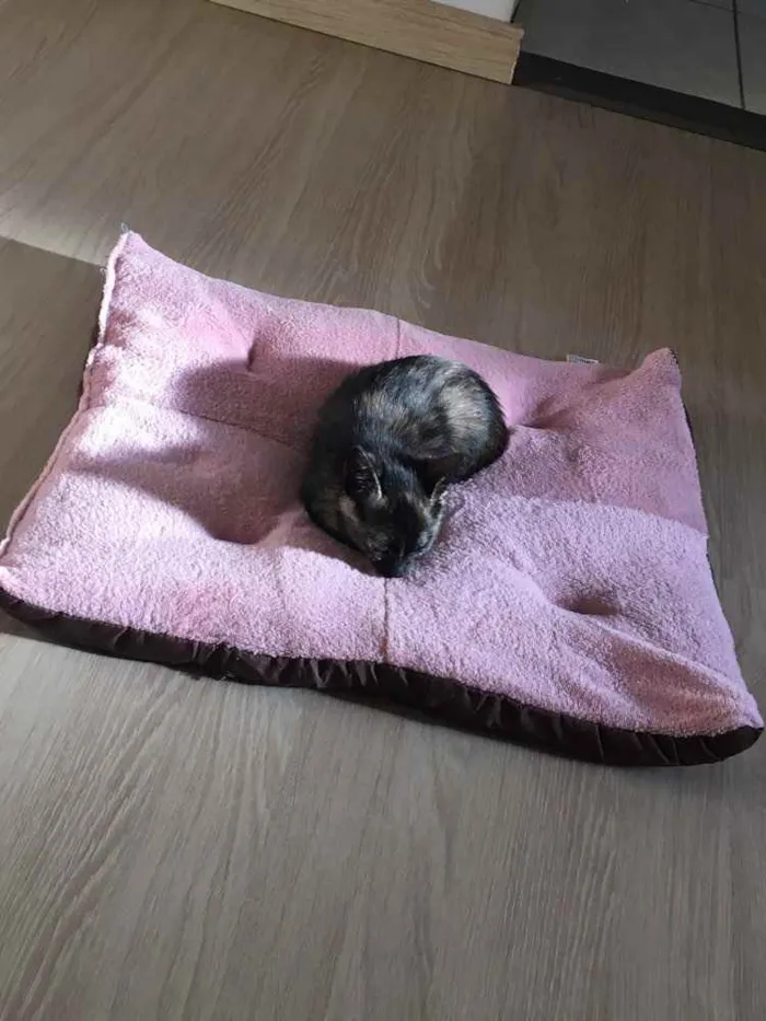 Gato ra a  idade 2 a 6 meses nome Jade
