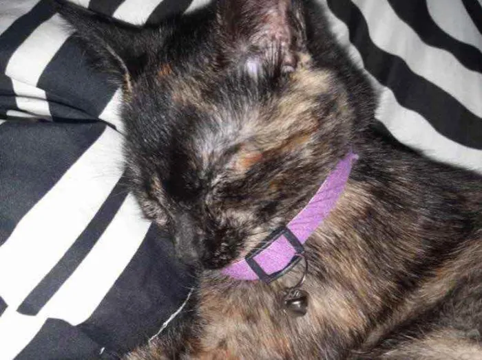 Gato ra a  idade 2 a 6 meses nome Jade