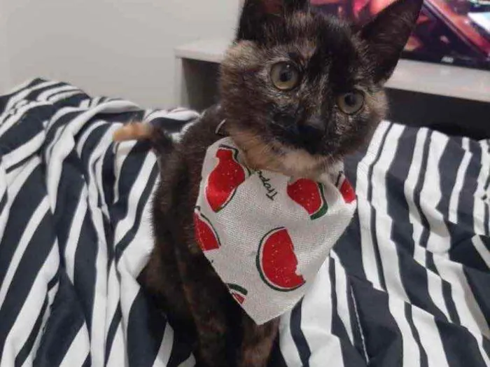 Gato ra a  idade 2 a 6 meses nome Jade