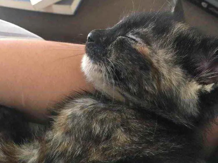 Gato ra a  idade 2 a 6 meses nome Jade
