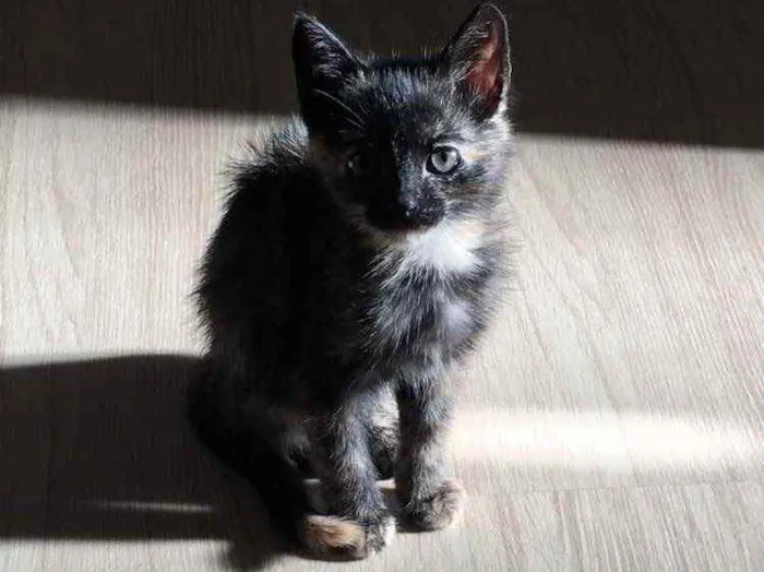 Gato ra a  idade 2 a 6 meses nome Jade