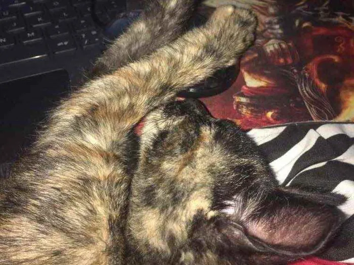 Gato ra a  idade 2 a 6 meses nome Jade