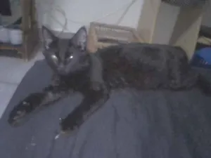 Gato raça Viralata idade 2 a 6 meses nome S/N