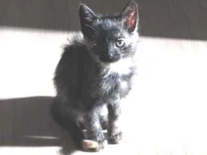 Gato raça  idade 2 a 6 meses nome Jade