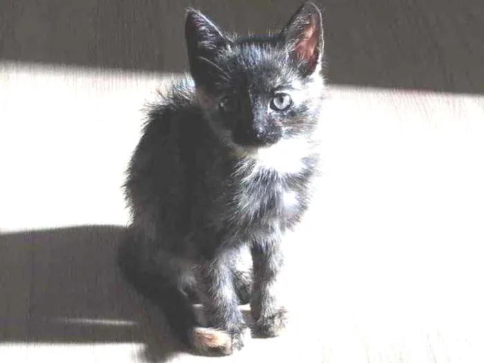 Gato ra a  idade 2 a 6 meses nome Jade