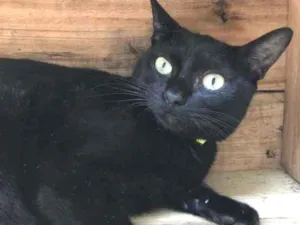 Gato raça SRD-ViraLata idade 7 a 11 meses nome MARIA