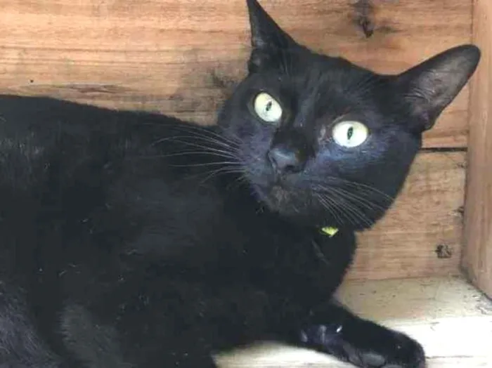 Gato raça SRD-ViraLata idade 7 a 11 meses nome MARIA