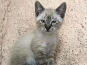 Gato raça SRD-ViraLata idade 2 a 6 meses nome ERICK