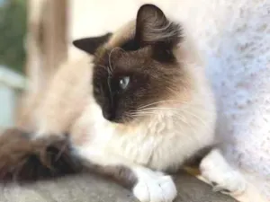Gato raça SRD-ViraLata idade 1 ano nome ÔNIX