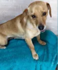 Cachorro raça SRD-ViraLata idade 1 ano nome LAICA