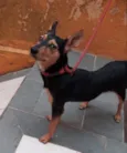 Cachorro raça SRD-ViraLata idade 1 ano nome KIARA