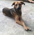 Cachorro raça SRD-ViraLata idade 2 a 6 meses nome CAJU