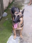 Dócil 