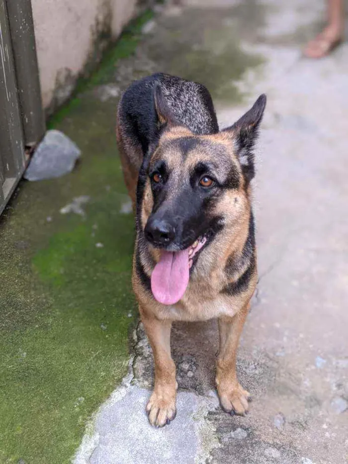 Cachorro raça Pastor Alemão  idade 7 a 11 meses nome Dócil 