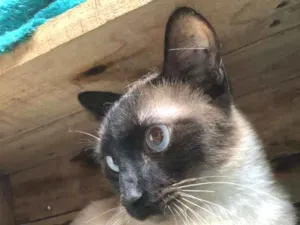 Gato raça SRD-ViraLata idade 7 a 11 meses nome KLAUS