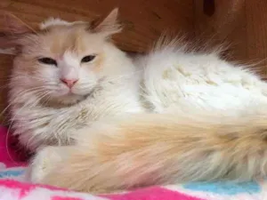 Gato raça SRD-ViraLata idade 1 ano nome SNOW