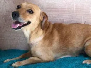 Cachorro raça SRD-ViraLata idade 1 ano nome LAICA