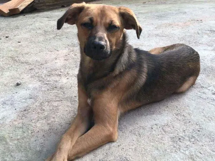 Cachorro raça SRD-ViraLata idade 2 a 6 meses nome CAJU
