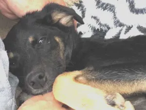 Cachorro raça SRD-ViraLata idade 2 a 6 meses nome AMORA