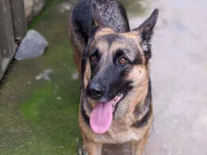 Cachorro raça Pastor Alemão  idade 7 a 11 meses nome Dócil 
