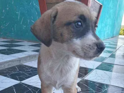 Cachorro raça Vira lata  idade 2 a 6 meses nome Sem nome