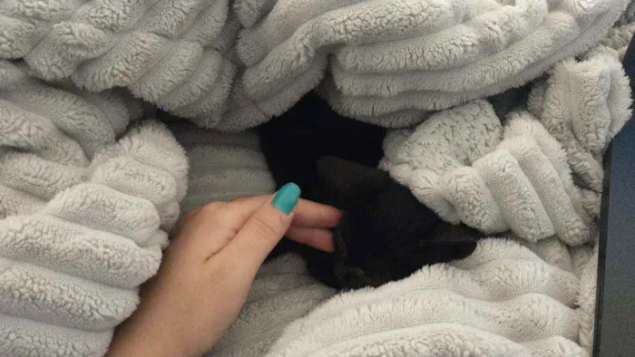 Gato ra a Siamesa idade Abaixo de 2 meses nome Lyan e Lara