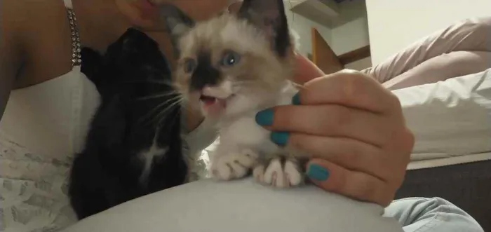 Gato ra a Siamesa idade Abaixo de 2 meses nome Lyan e Lara
