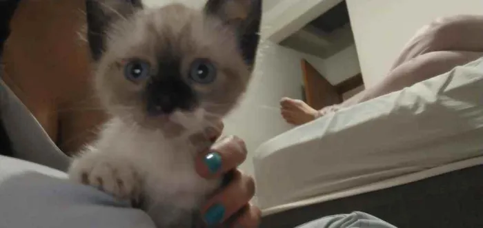 Gato ra a Siamesa idade Abaixo de 2 meses nome Lyan e Lara