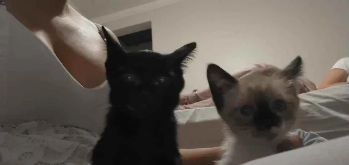 Gato ra a Siamesa idade Abaixo de 2 meses nome Lyan e Lara