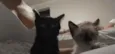 Lyan e Lara