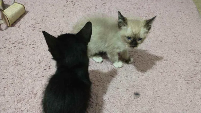 Gato ra a Siamesa idade Abaixo de 2 meses nome Lyan e Lara